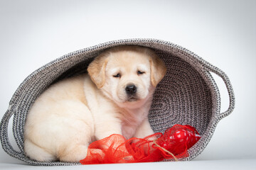 beige labrador retriever puppy inside in basket on white background