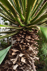 palma roślina egzotyczna © Agata