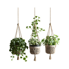Woven Macrame Plant Hangers with Potted Greenery Isolated on Transparent Background