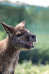 Cute fluffy wallaby in the park. Marsupial mammals. Australia