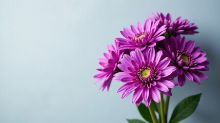 Fototapeta premium A vibrant cluster of purple blossoms, elegantly arranged against a soft, pale background, showcasing their delicate petals and radiant centers.