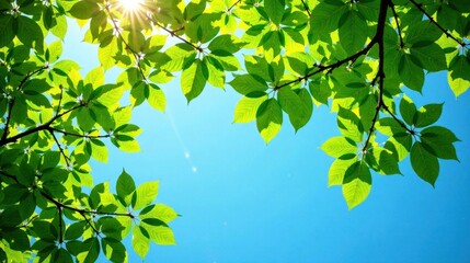 Obraz premium Vibrant Green Leaves Frame a Sunny Blue Sky, Creating a Peaceful and Serene Natural Scene