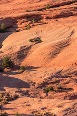 A desert landscape with a tree in the middle of it