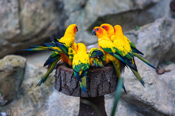 Aratingas solar comiendo juntos