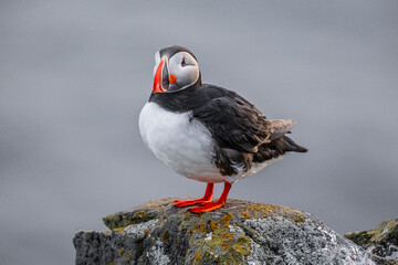 Macareux moine sur un rocher en Islande