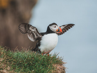 Macareux moine sur les falaises de l'Islande, préparant son envol
