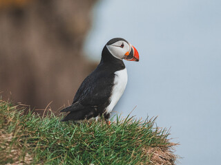 Macareux moine sur les falaises islandaises