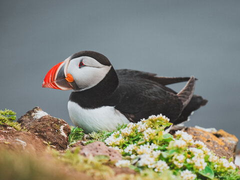 Macareux moine se reposant sur une falaise fleurie en Islande
