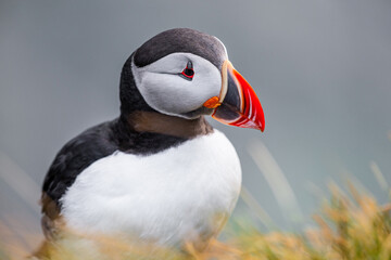 Macareux moine posant gracieusement sur une falaise en Islande