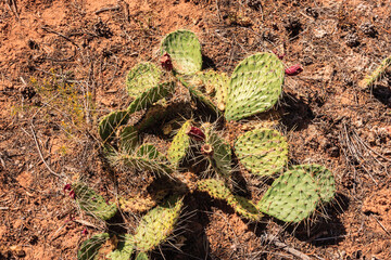 A small cactus plant with red flowers on it