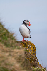 Macareux moine sur un rocher, posture fière en Islande