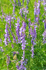 In the wild, thin-leaved peas (Vicia tenuifolia) blooms