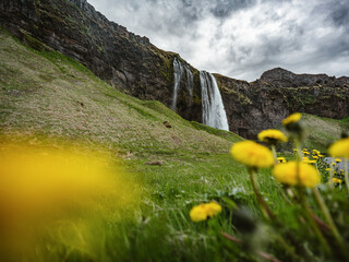 Cascade de Seljalandsfoss avec fleurs jaunes au premier plan en Islande