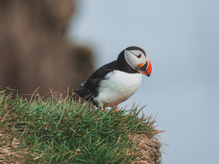 Macareux moine sur une falaise à Látrabjarg en Islande