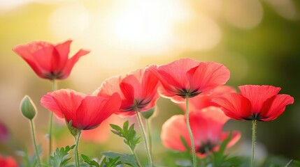 Obraz premium beauty flower blooming, nature background