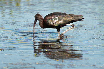 Ibis falcinelle,.Plegadis falcinellus, Glossy Ibis