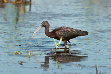 Ibis falcinelle,.Plegadis falcinellus, Glossy Ibis
