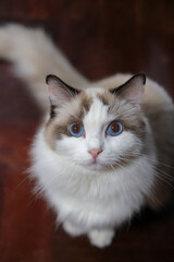Cute Ragdoll cat standing on the wooden floor, looking into the camera