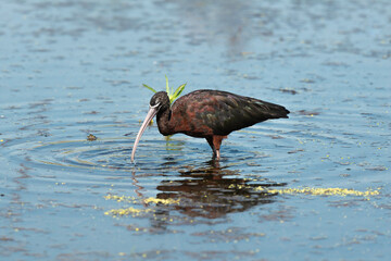 Ibis falcinelle,.Plegadis falcinellus, Glossy Ibis