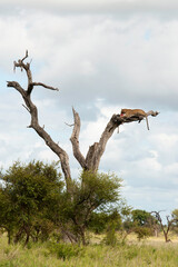 Léopard, Panthère, Panthera pardus, Afrique du Sud
