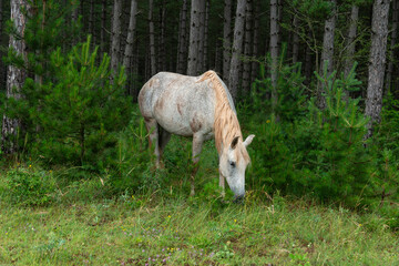 Fototapeta premium Cheval, les pincelles, Vézouillac , Verrières, causse Rouge, Occitanie, Aveyron, 12, France