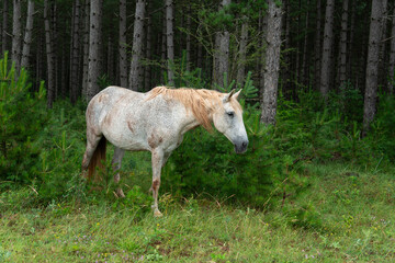 Cheval, les pincelles, Vézouillac , Verrières, causse Rouge, Occitanie, Aveyron, 12, France