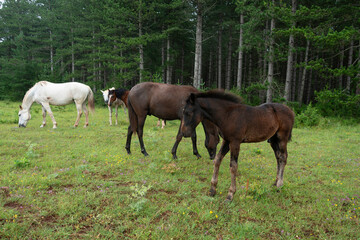 Naklejka premium Cheval, les pincelles, Vézouillac , Verrières, causse Rouge, Occitanie, Aveyron, 12, France