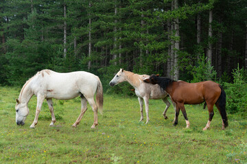 Cheval, les pincelles, Vézouillac , Verrières, causse Rouge, Occitanie, Aveyron, 12, France