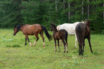 Obraz premium Cheval, les pincelles, Vézouillac , Verrières, causse Rouge, Occitanie, Aveyron, 12, France