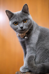 5 months old British Blue, British Shorthair cat looking at the camera