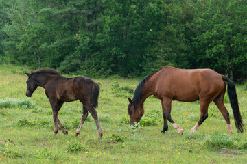 Obraz premium Cheval, les pincelles, Vézouillac , Verrières, causse Rouge, Occitanie, Aveyron, 12, France