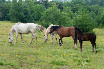 Cheval, les pincelles, Vézouillac , Verrières, causse Rouge, Occitanie, Aveyron, 12, France