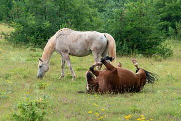 Fototapeta premium Cheval, les pincelles, Vézouillac , Verrières, causse Rouge, Occitanie, Aveyron, 12, France