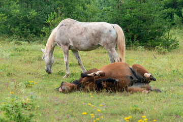 Fototapeta premium Cheval, les pincelles, Vézouillac , Verrières, causse Rouge, Occitanie, Aveyron, 12, France