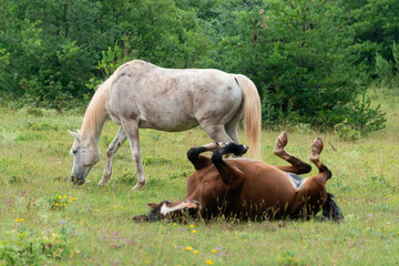 Cheval, les pincelles, Vézouillac , Verrières, causse Rouge, Occitanie, Aveyron, 12, France