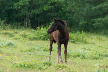 Cheval, les pincelles, Vézouillac , Verrières, causse Rouge, Occitanie, Aveyron, 12, France