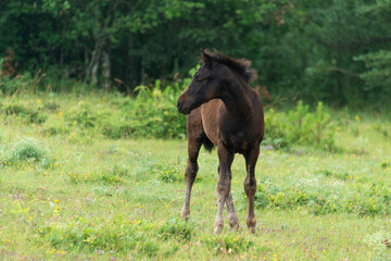 Cheval, les pincelles, Vézouillac , Verrières, causse Rouge, Occitanie, Aveyron, 12, France