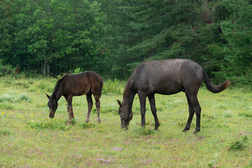 Cheval, les pincelles, Vézouillac , Verrières, causse Rouge, Occitanie, Aveyron, 12, France