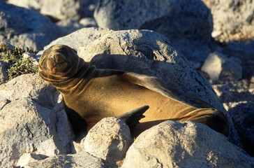 Otarie de Californie, jeune , Zalophus californianus, Archipel des Galapagos
