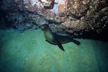 Otarie de Californie, Zalophus californianus, Archipel des Galapagos