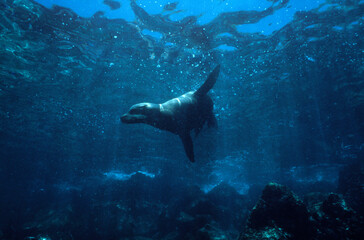 Otarie de Californie, Zalophus californianus, Archipel des Galapagos