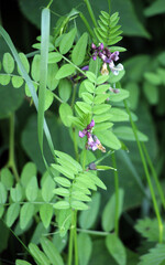Vicia sepium grows in nature