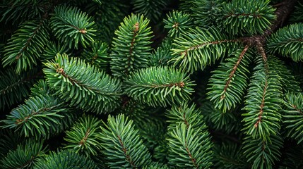 Obraz premium Lush Evergreen Fir Branches in Nature Texture Close-Up Forest Environment Focused Viewpoint Greenery Concept
