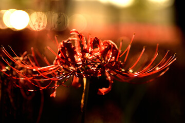 西陽の中の曼殊沙華