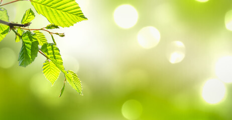 bright abstract spring background with growing leaf isolated on defocused sunlight, fresh green nature scene outdoors with copy space, closeup of a young tree branch in sunshine 