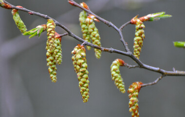 Flowers on a hornbeam branch