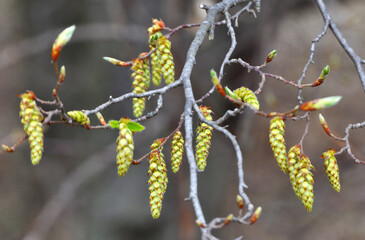 Flowers on a hornbeam branch