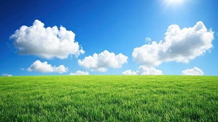 Serene Green Meadow under a Bright Sunny Sky