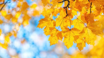 Fototapeta premium Golden autumn leaves against a blue sky