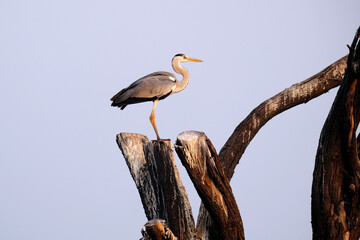 18 January 2025, Bird watching at Bhigwan Bird Sanctuary – famous for flamingos, Bhigwan is a small town around 100 kms away from Pune, Maharashtra, India.